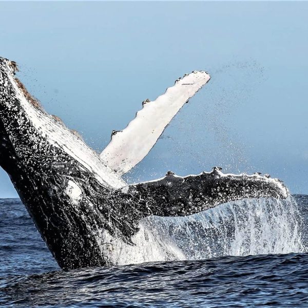 Birkenhead House – Humpback Whale Breach