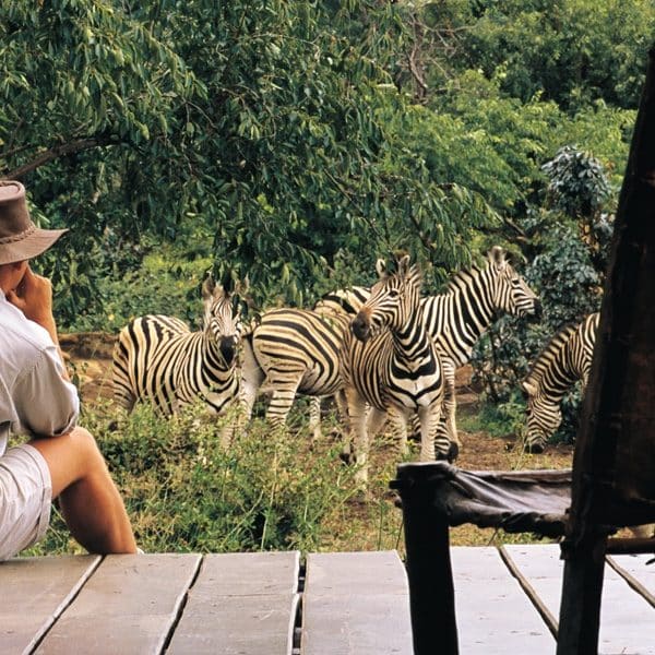 Makweti Safari Lodge Zebras
